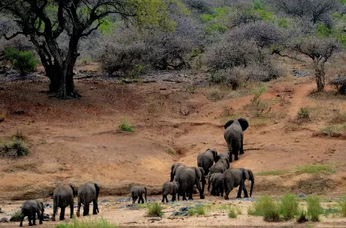Tarangire day trip to Elephant Paradise: the best African safari