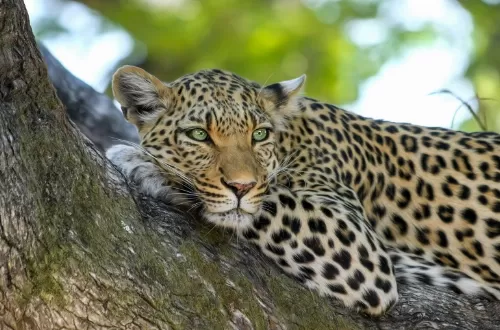 Ngorongoro Crater and Tarangire safaris: The best Tanzania leopard safaris in 2 days 