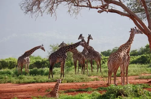 1 day Tanzania safari tour to Arusha National Park