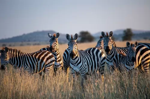 4 days Tanzania safari tours to Serengeti and Ngorongoro in January, February, and March 