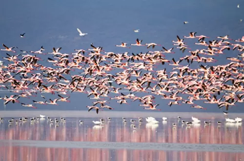 Best 2 days Tanzania safari to Manyara and Ngorongoro 2025 and 2026