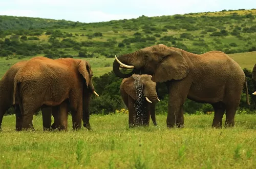 Best 2-day Tanzania joining group safari