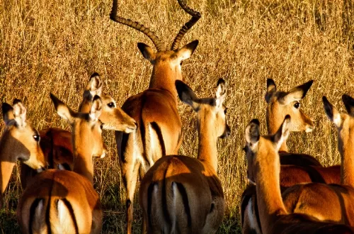 5 days African holiday safari to Tarangire, Serengeti, Ngorongoro Crater, and Manyara