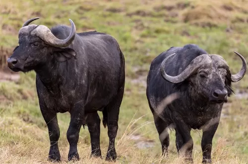The best rhino safari package in 5 days: Tarangire, Serengeti, Ngorongoro Crater, and Manyara