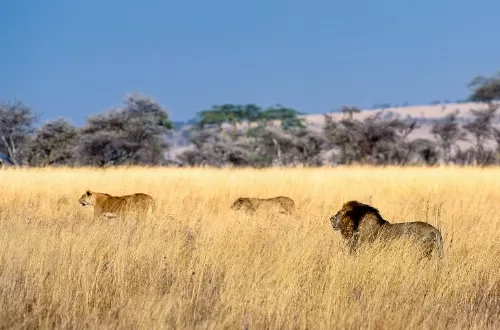 Ngorongoro Crater and Tarangire safaris: The best Tanzania lion safaris in 2 days 