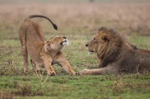 3 day lion safari in Tanzania to Ngorongoro Crater and Serengeti 