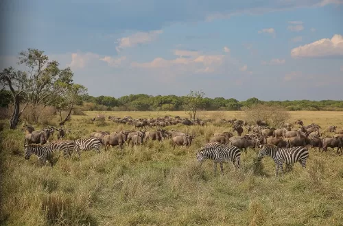 8 days Serengeti safari vacations