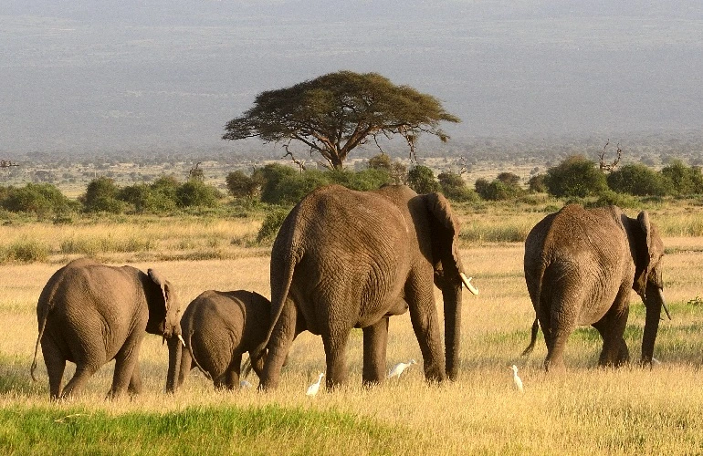 5 days camping safari in Tanzania to Tarangire, Serengeti, Ngorongoro Crater, and Manyara