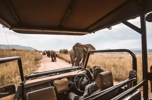 3 days luxury lodge safari to Tarangire, Ngorongoro, and Manyara