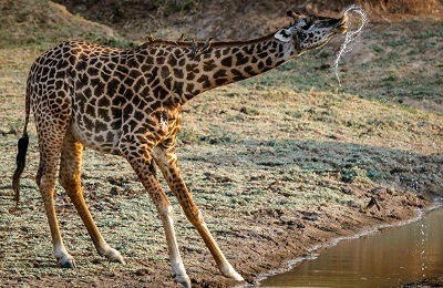 Advantages of a Tanzania private safari