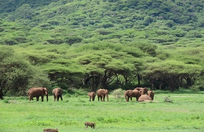 Tarangire and Ngorongoro Crater safaris: The best Tanzania elephant safaris in 2 days 