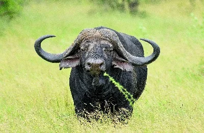 African wildlife in Serengeti National Park