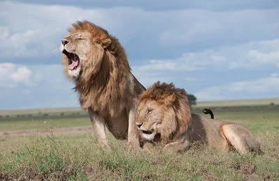 The best lion safari package in 5 days: Tarangire, Serengeti, Ngorongoro Crater, and Manyara
