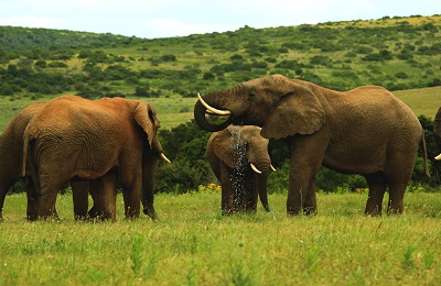 Tanzania big 5 safari and animals