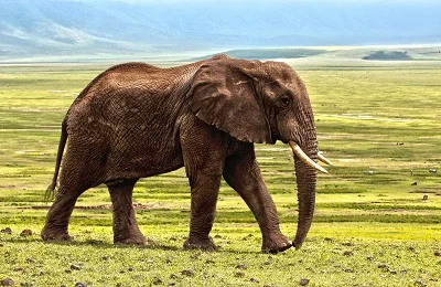 3 day elephant safari in Tanzania to Ngorongoro Crater and Serengeti 