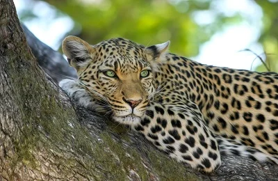 Animals most frequently seen in Serengeti National Park