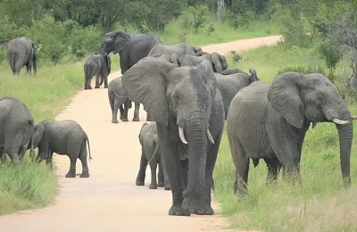 4 days elephant safari in Tanzania to Tarangire, Serengeti, and Ngorongoro Crater