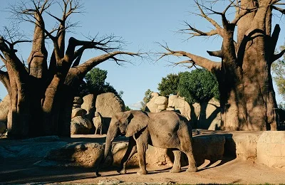 Tarangire National Park