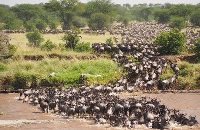 Visit Serengeti National Park to observe the Great Migration