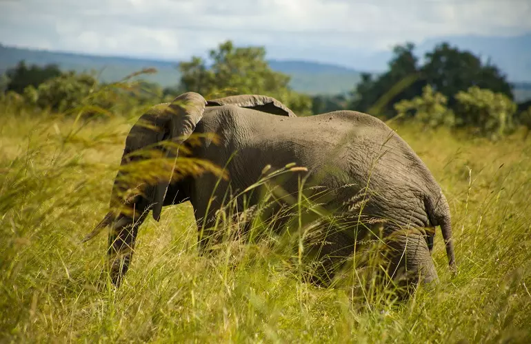 6 days Tanzania safari to see elephants