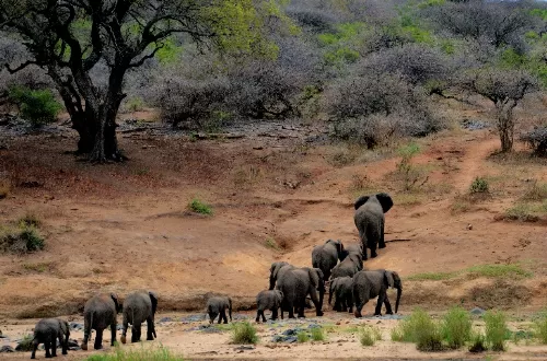Ngorongoro Crater and Tarangire safaris: The best Tanzania rhino safaris in 2 days 
