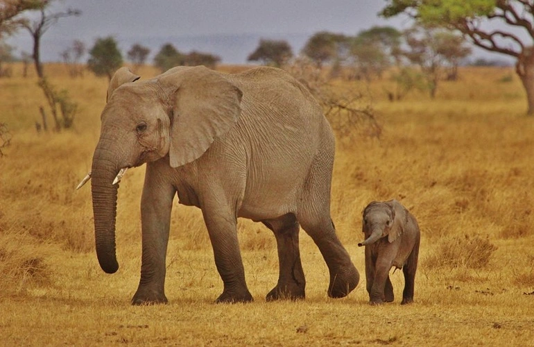 Best African 3 days Serengeti safari in Tanzania 2023 & 2024