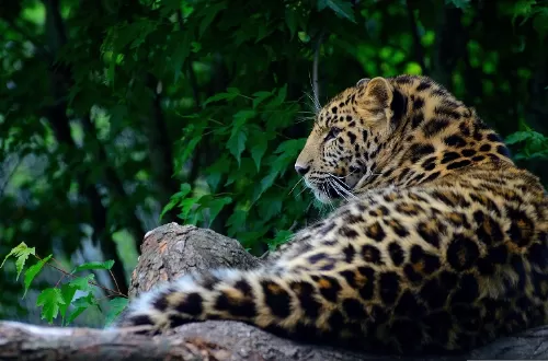 Best leopard safari tours in Tanzania 2023 and 2024