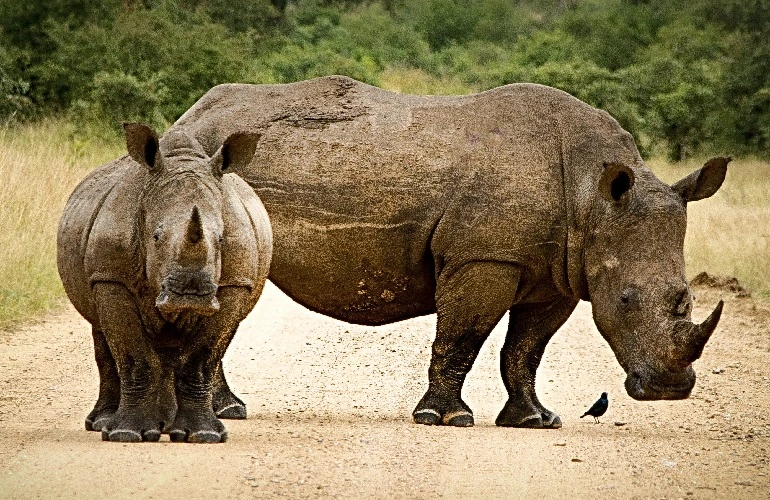 Best rhino safari tours in Tanzania for 2023 and 2024