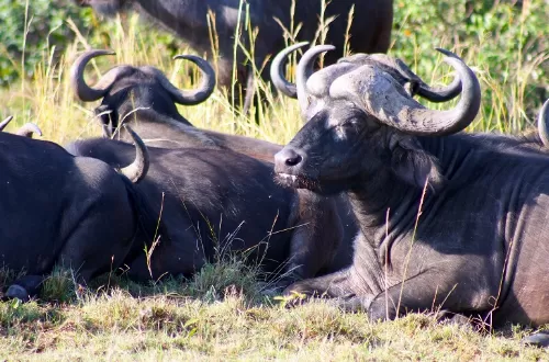 Best Big 5 Tanzania safari tours