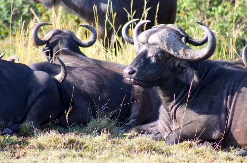 Tanzania safari packages for big 5 tours in January, February, and March of 2025 and 2026