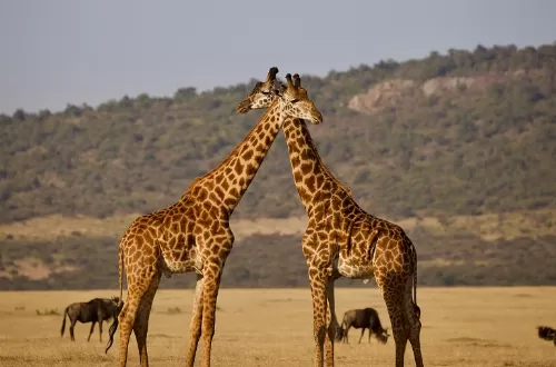 7 days Serengeti and Zanzibar honeymoon holiday tour itinerary in 2023 and 2024