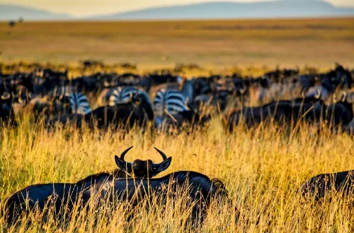 The best lodge safari package in 5 days: Tarangire, Serengeti, Ngorongoro Crater, and Manyara