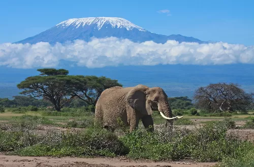Best climbing kilimanjaro and serengeti safari combo 2023 and 2024