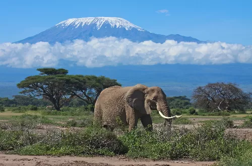 Best climbing kilimanjaro and serengeti safari combo 2026 and 2027