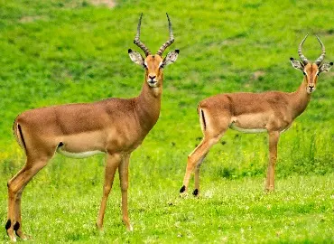 Serengeti holiday packages 1, 2, 3, 4, 5, 6, 7, 8, 9 days