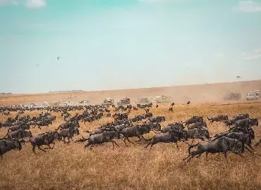 Wildebeest migration safari | Serengeti migration safari | 4 days Ndutu area and 6 days calving season, 5 days green season, 7 days Grumeti and Mara river crossing