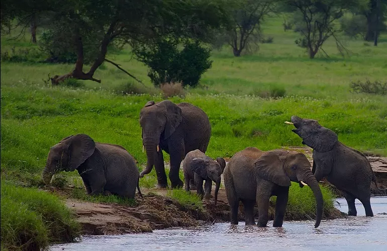 3 days luxury lodge safari to Tarangire, Ngorongoro, and Manyara