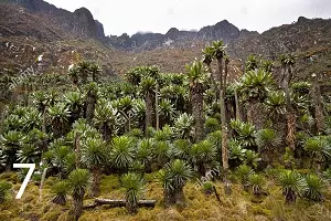 Mount Gessi: 4,715 meters in Uganda