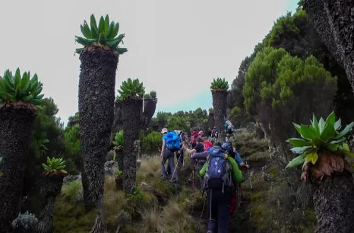 6 days Kilimanjaro private climb