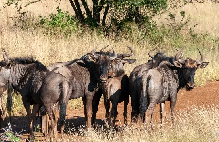 4 days Ndutu migration safari during calving season
