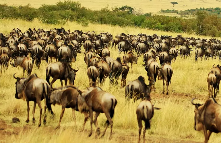 5 days Serengeti tour for the great wildebeest migration safari in April and May