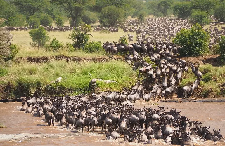 Top 10 interesting facts about wildebeest migration in the world