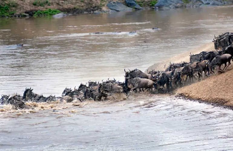 Best 7-day Serengeti tour package for crossing the Grumeti River in June and July