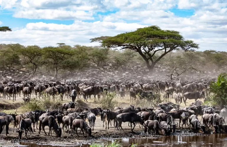 The best 4 days the greatest African Serengeti wildebeest migration safari for the calving season 2023 and 2024