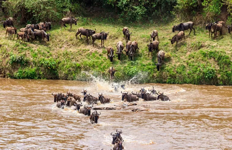 The best Serengeti package for the great wildebeest migration in 7 days: Mara River crossing
