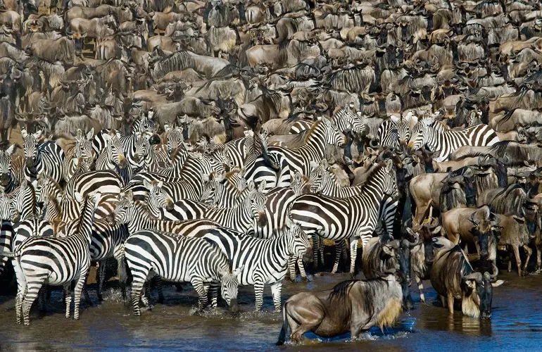 The great wildebeest migration Serengeti safari in July for 2023 and 2024