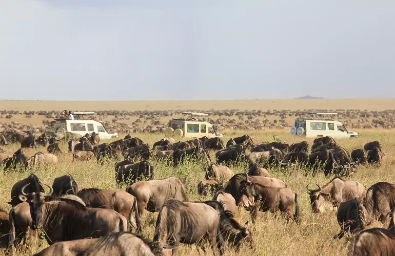 The best 5 days of the greatest Masai Mara Kenya safari 2023 and 2024