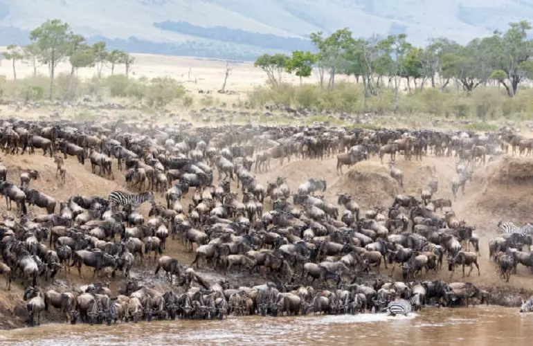 The great wildebeest migration Serengeti safari in August for 2023 and 2024
