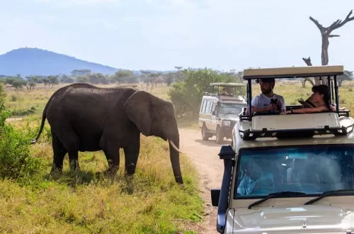 Best Ngorongoro Crater Game Drive 2025/2026