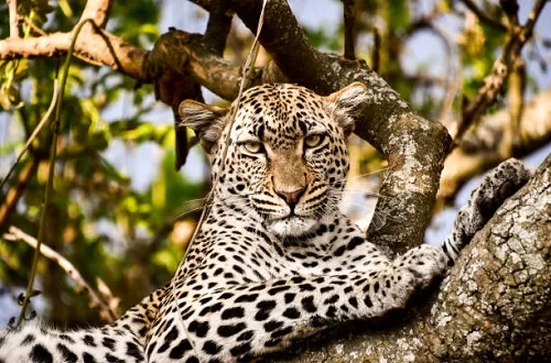 Best Ngorongoro Crater day trip from Arusha